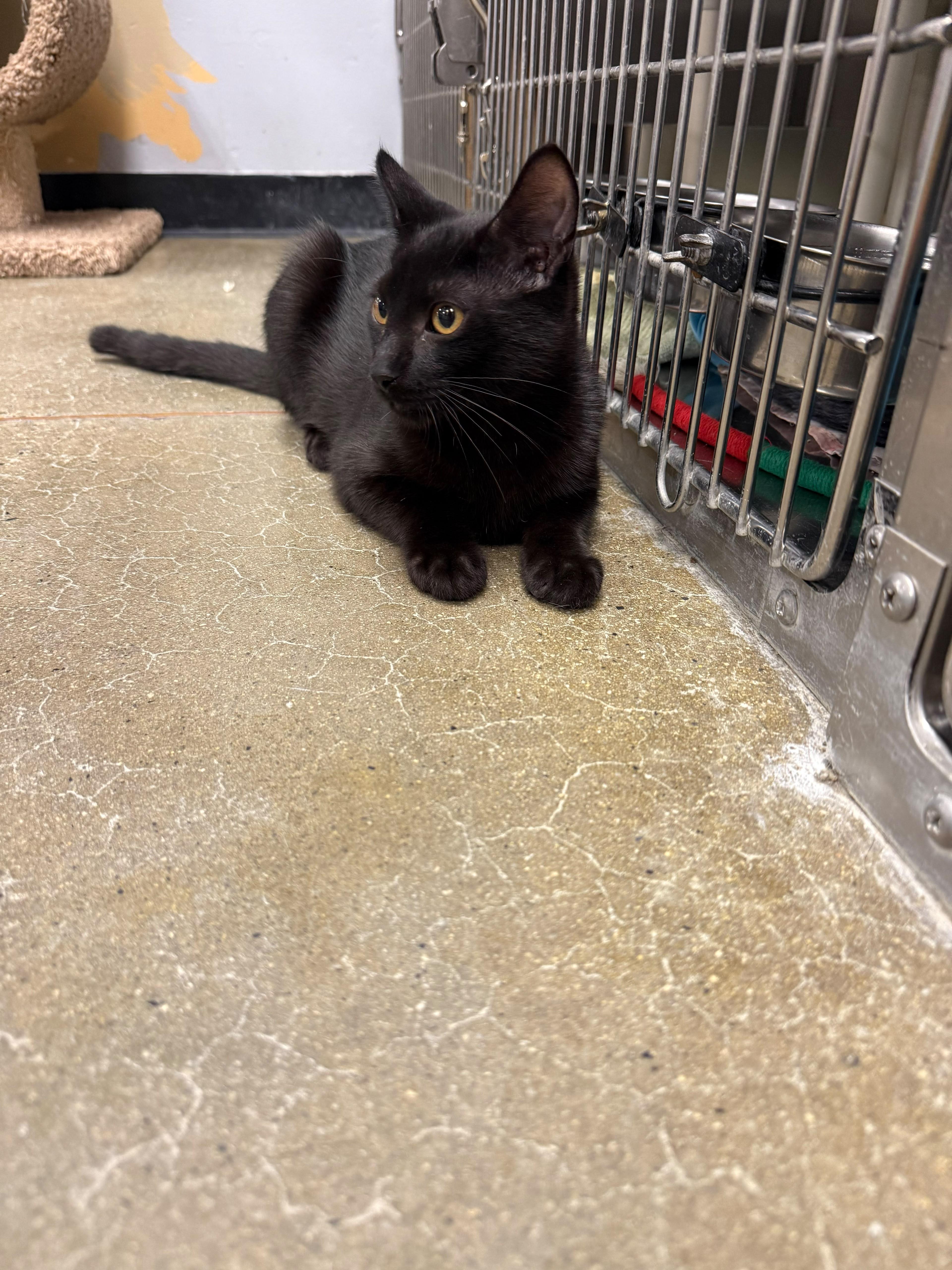 A young medium-sized male Black Domestic Short Hair cat named Billy Joel for adoption in Maple Shade, NJ