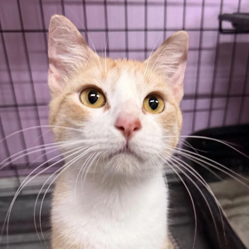 Tailley Ho! thumbnail 2