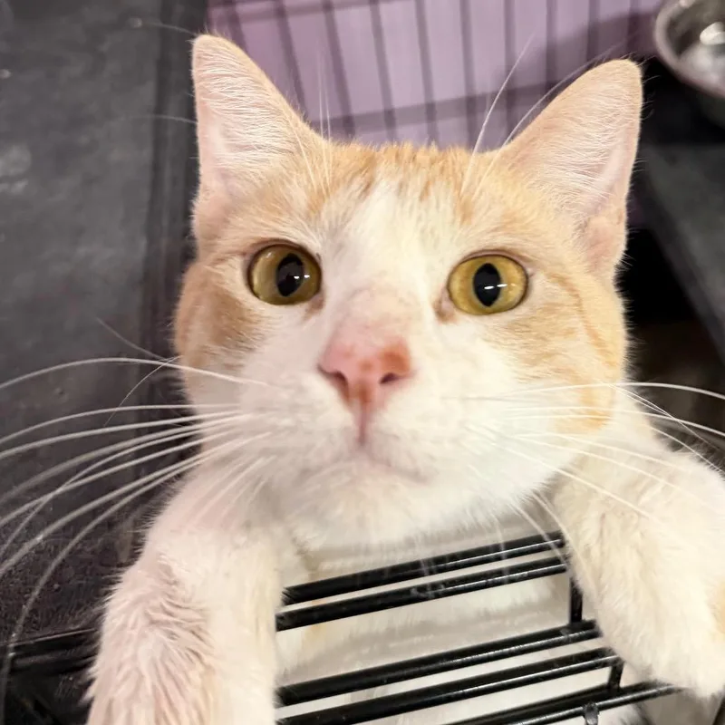 Tailley Ho! thumbnail 3