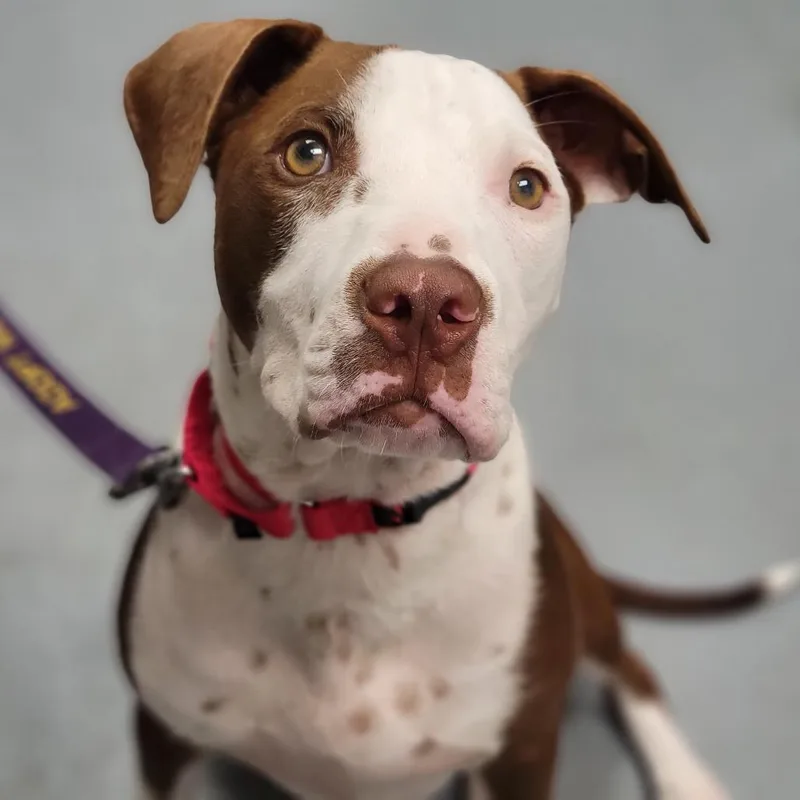A young medium-sized male Red / Chestnut / Orange Mixed Breed dog named Lysander for adoption in Sarasota, FL