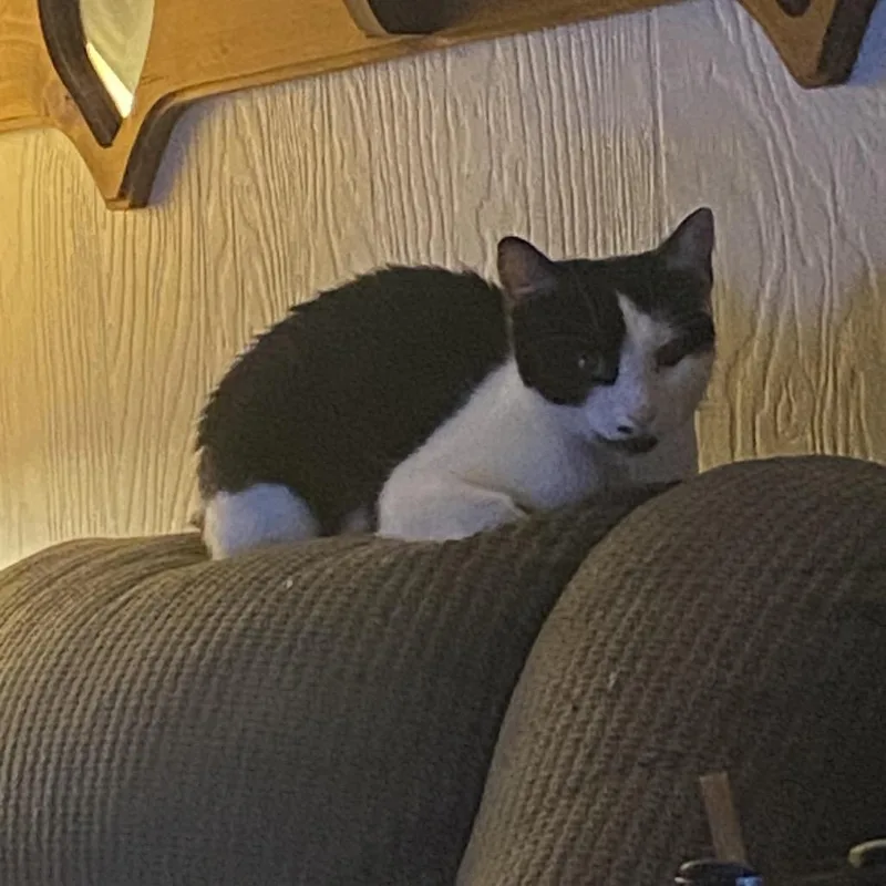 A young medium-sized female American Shorthair cat named Sally for adoption in mount vernon, AR