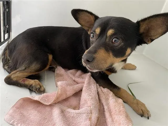 An adult small-sized male Chihuahua dog named A for adoption in Houston, TX