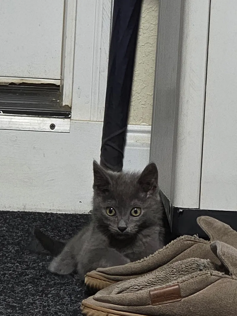 A young medium-sized female Gray / Blue / Silver Domestic Short Hair cat named Smokey for adoption in Blairsville, GA