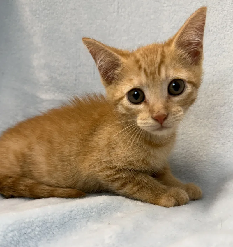 A baby medium-sized male Tabby (Orange / Red) Domestic Short Hair cat named Gulliver for adoption in Greensboro, NC