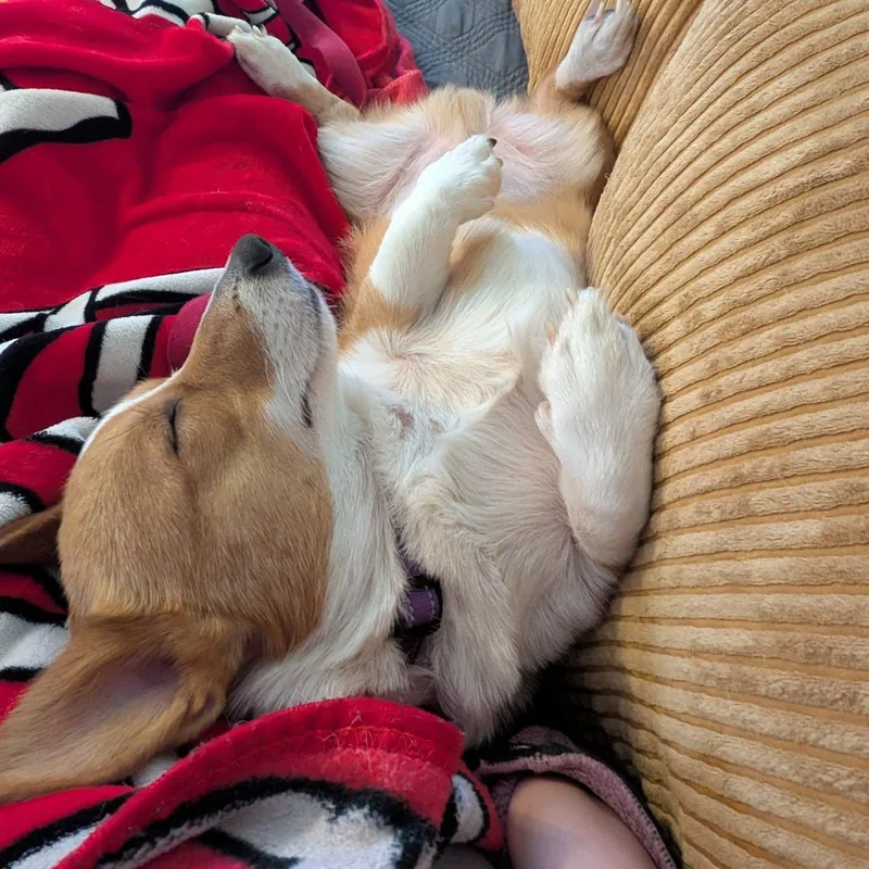 An adult medium-sized male Pembroke Welsh Corgi dog named Eddie for adoption in Springfield, MO