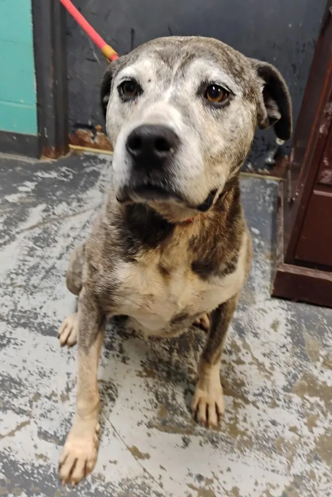 A senior medium-sized female Boxer dog named Bernice for adoption in New Lexington, OH