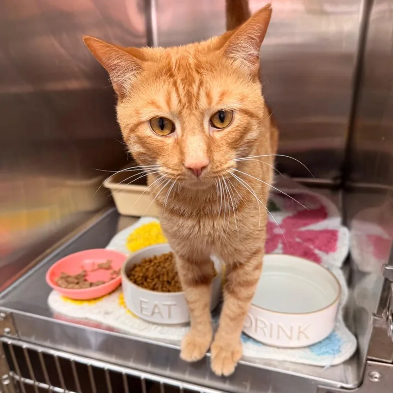 An adult medium-sized male Domestic Short Hair cat named General for adoption in Hinesville, GA