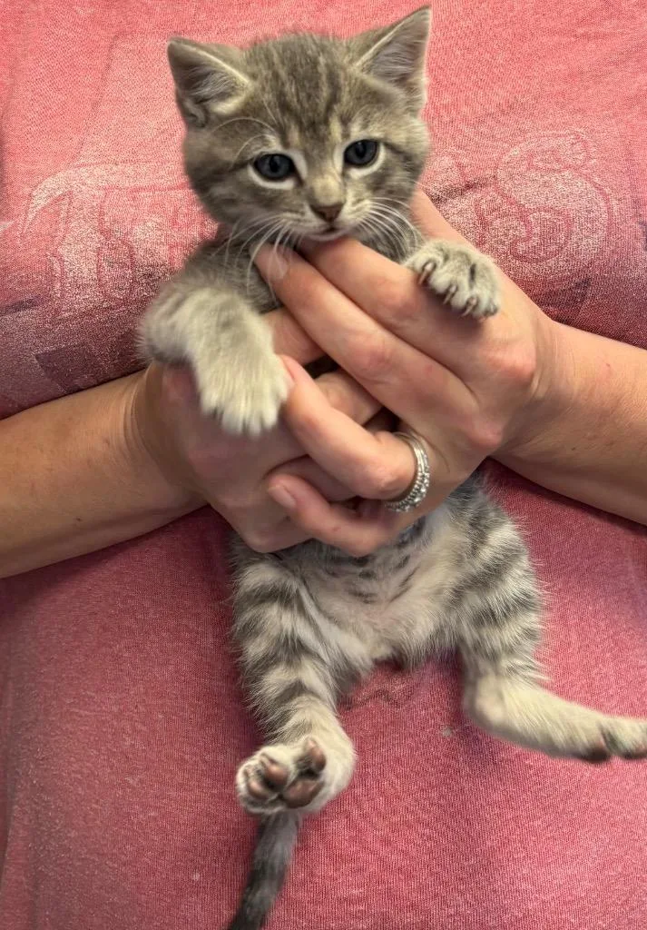 A baby medium-sized female Domestic Short Hair cat named Pamela for adoption in Lewisville, TX