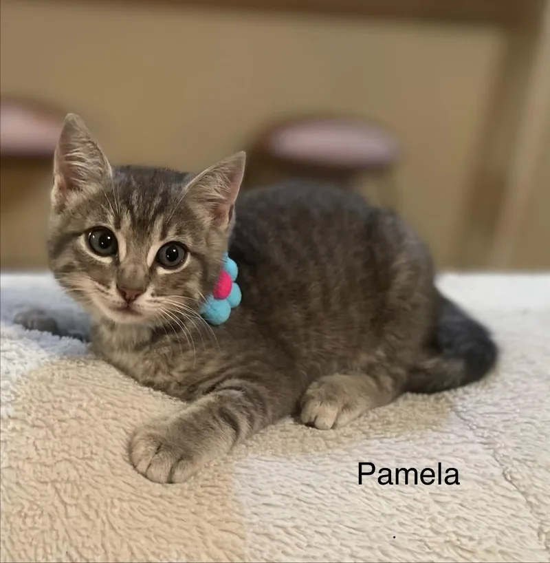 Pamela thumbnail 2