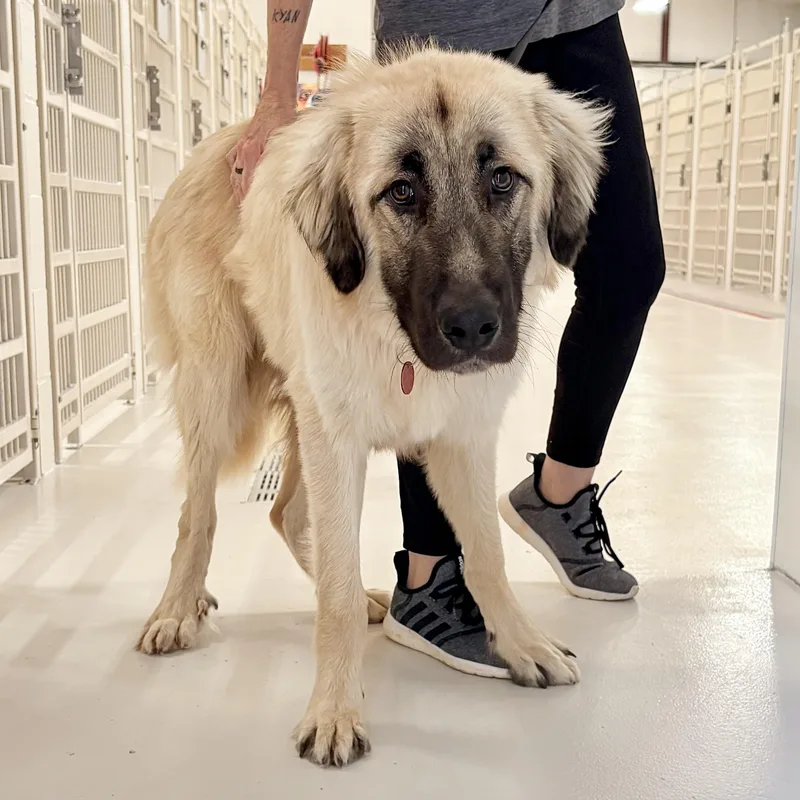 A young large-sized male Anatolian Shepherd dog named Andre for adoption in Chicago, IL