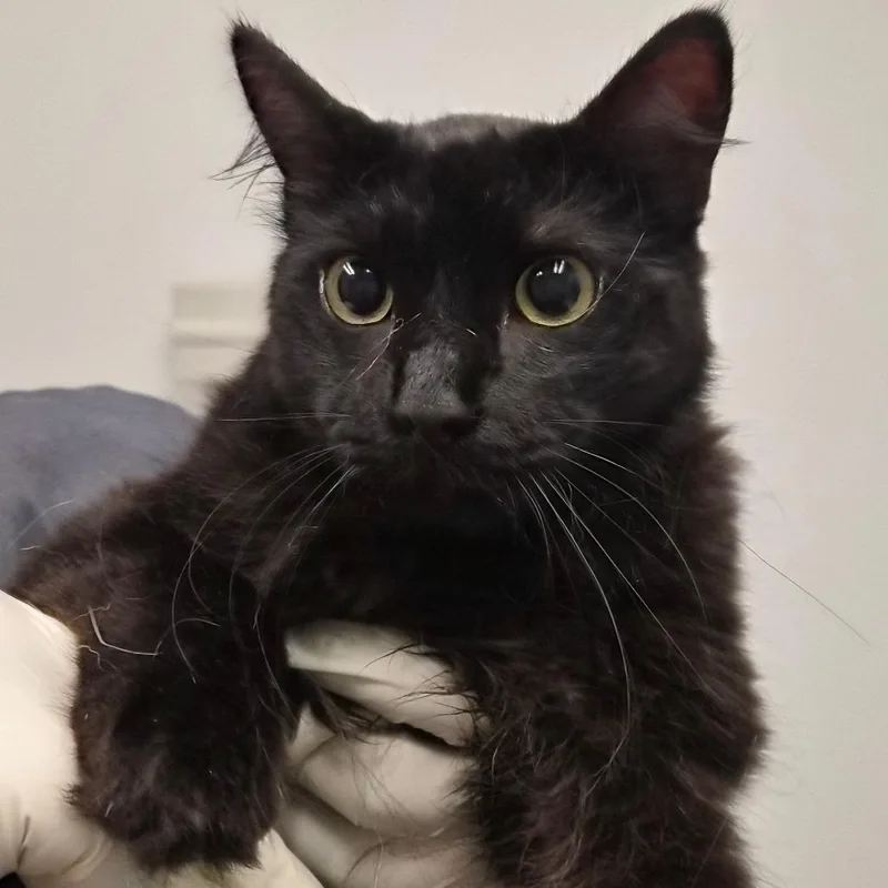 A young medium-sized male Black Domestic Medium Hair cat named Woodstock for adoption in Jacksonville, FL