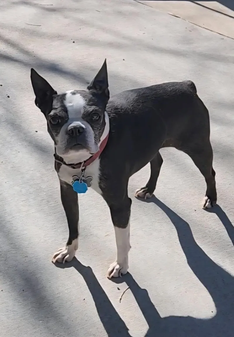 Chewy In Co thumbnail 2