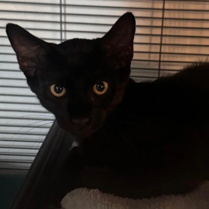 Coal