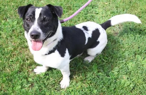 An adult small-sized male Terrier dog named Walter for adoption in Thief River Falls, MN