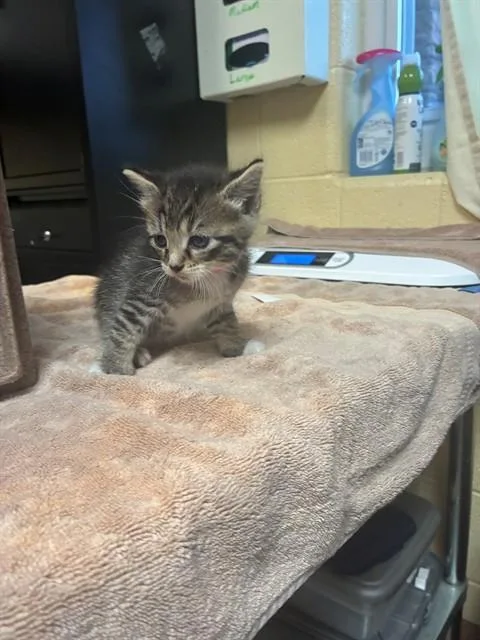 A baby medium-sized female Domestic Short Hair cat named Daffy for adoption in Cookeville, TN