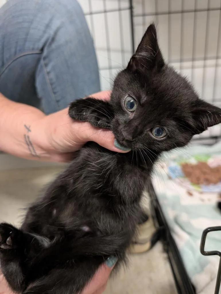 A baby medium-sized male Domestic Short Hair cat named Xaden for adoption in Fall River, MA