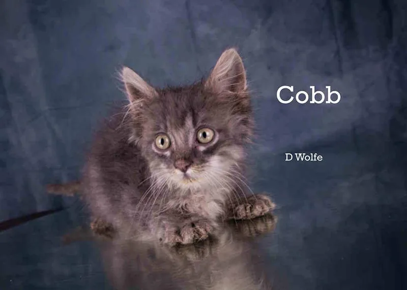 A baby medium-sized male Gray & White Domestic Long Hair cat named Cobb for adoption in York, NE