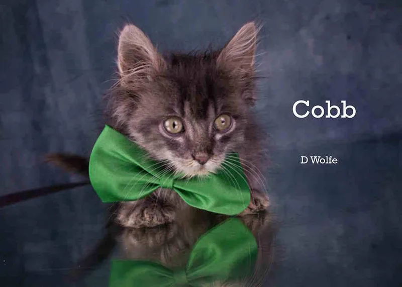 Cobb thumbnail 2