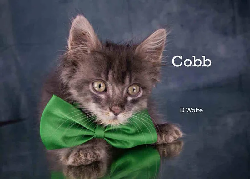 Cobb thumbnail 3