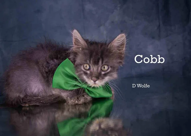 Cobb thumbnail 4
