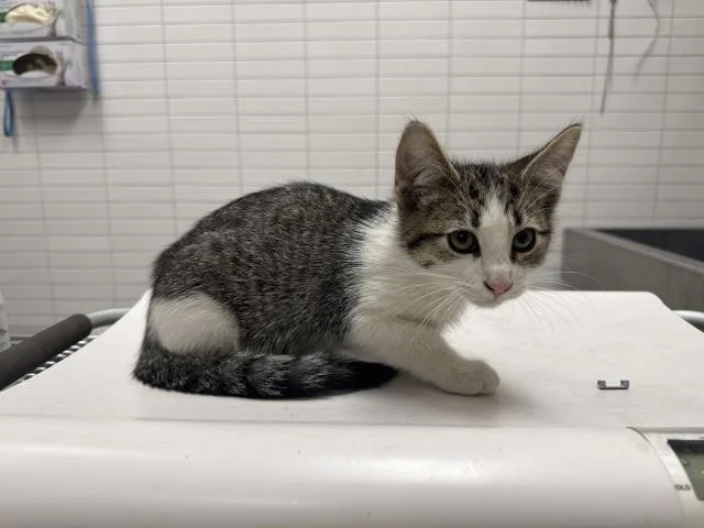A baby small-sized male Domestic Short Hair cat named Ivan for adoption in Los Angeles, CA