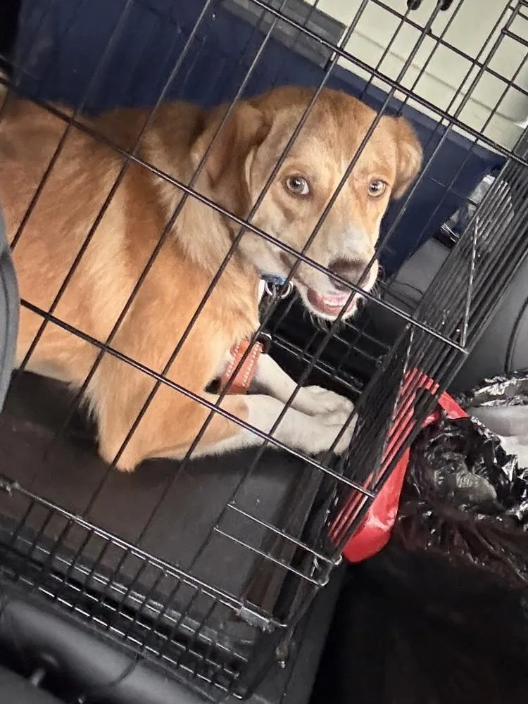 An adult medium-sized male Australian Shepherd dog named Yotte for adoption in Irwin, PA