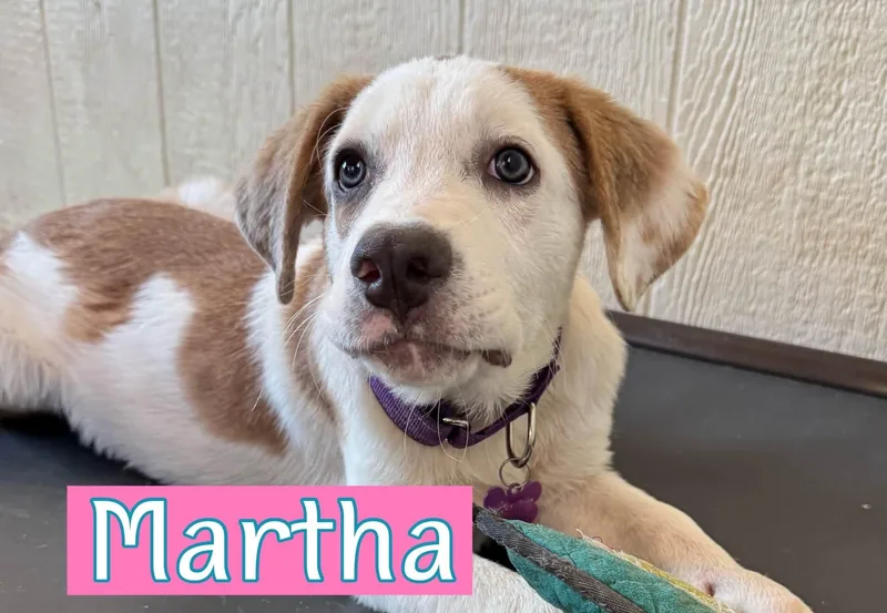 A baby large-sized female Hound dog named Martha for adoption in Keller, TX