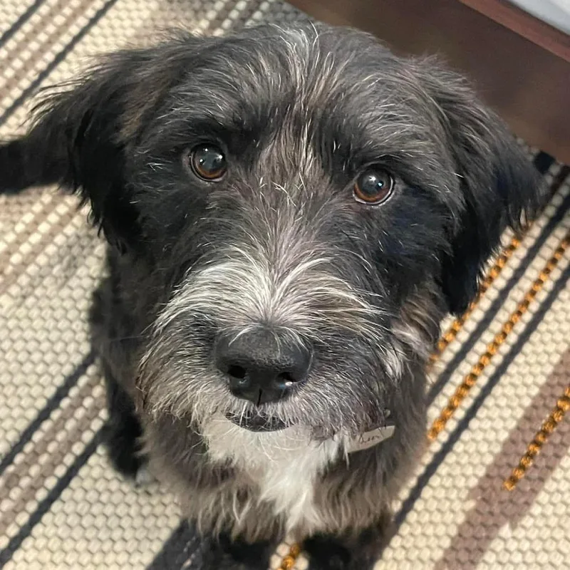 Gus