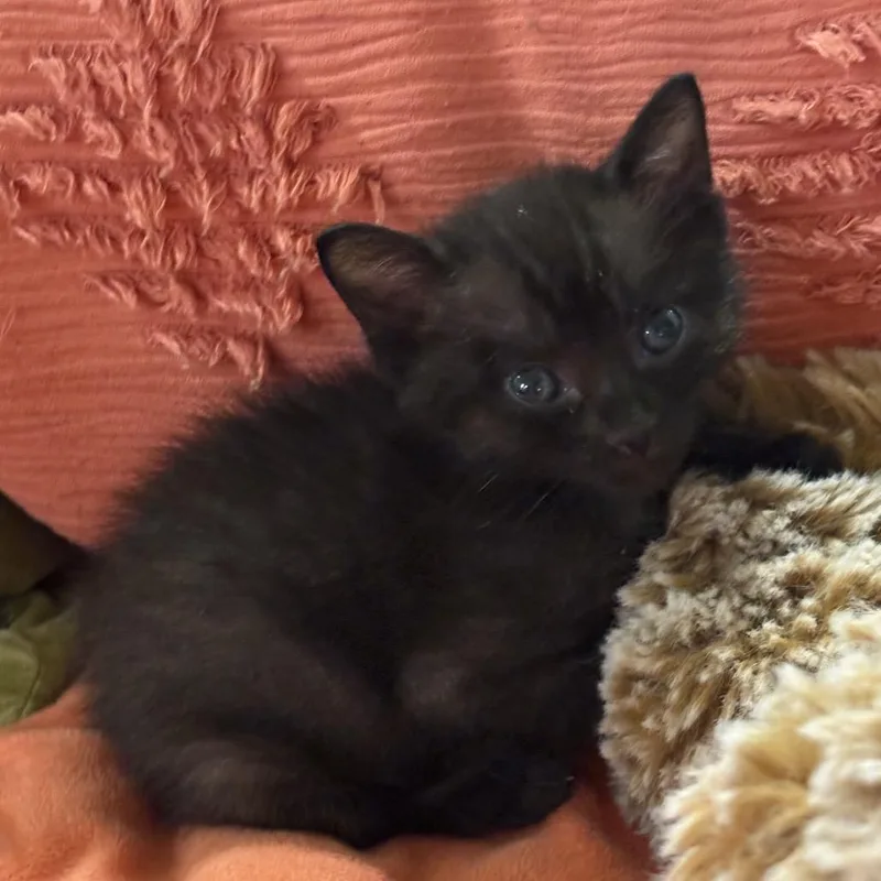 A baby small-sized male Black Domestic Short Hair cat named Gus Gus for adoption in Escondido, CA
