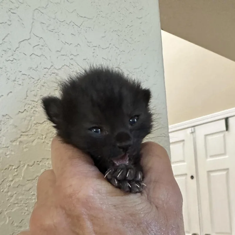 Gus Gus thumbnail 2
