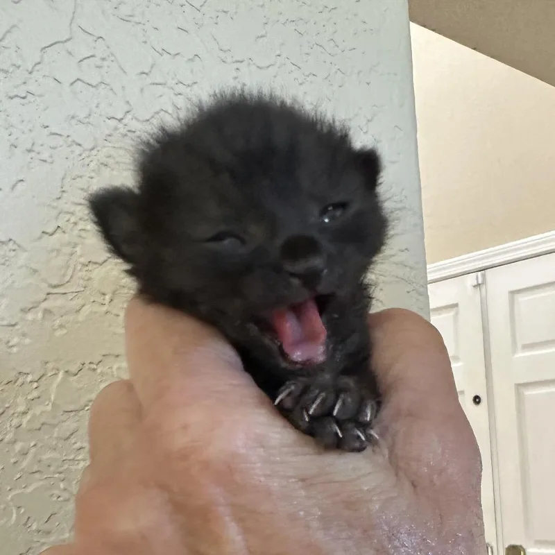 Gus Gus thumbnail 5