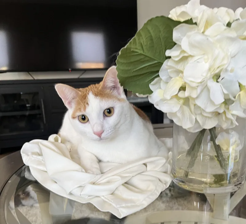 A young large-sized male Orange & White Domestic Short Hair cat named Mick Jagger for adoption in Allentown, NJ
