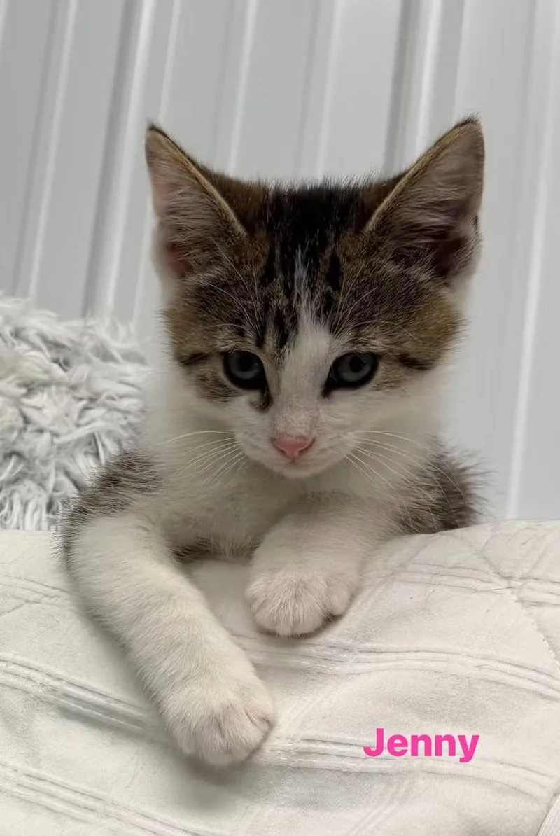 A baby medium-sized female Domestic Short Hair cat named Jenny for adoption in Macomb, MI