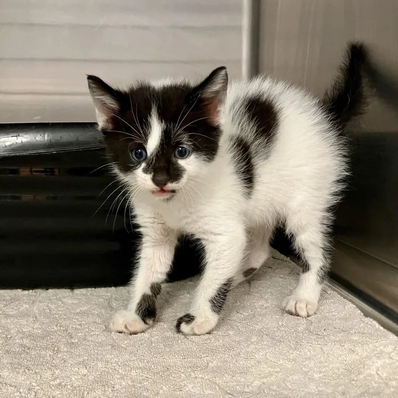 A baby small-sized male Black Domestic Short Hair cat named Usopp for adoption in Port Charlotte, FL