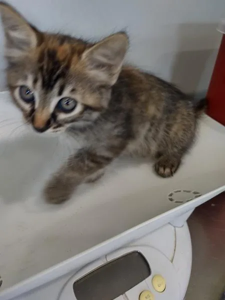 A baby small-sized female Domestic Medium Hair cat named Meownster for adoption in Cleveland, TN