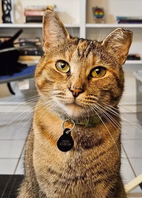 Meet Stacey – The thumbnail 2