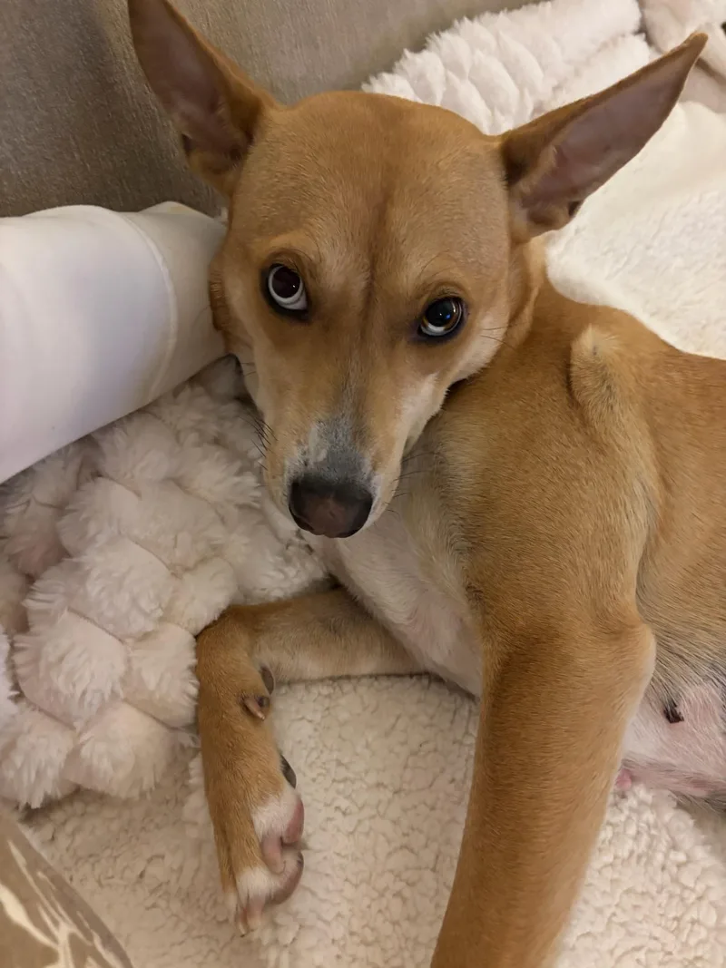 Sapphire thumbnail 3