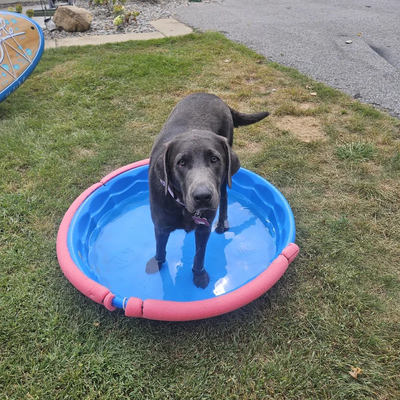 A young large-sized female Gray / Blue / Silver Labrador Retriever dog named Hollie for adoption in Indianapolis, IN