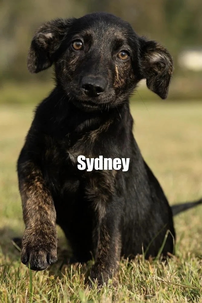 A baby medium-sized male Shepherd dog named Sidney for adoption in Irwin, PA