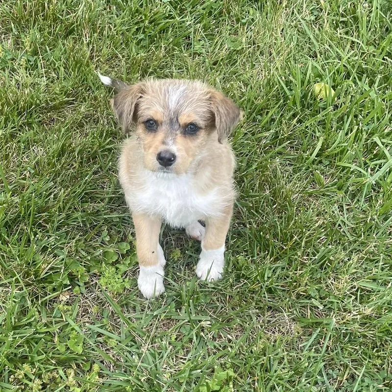 A baby small-sized male Wirehaired Terrier dog named Squirrel for adoption in New Tazewell, TN
