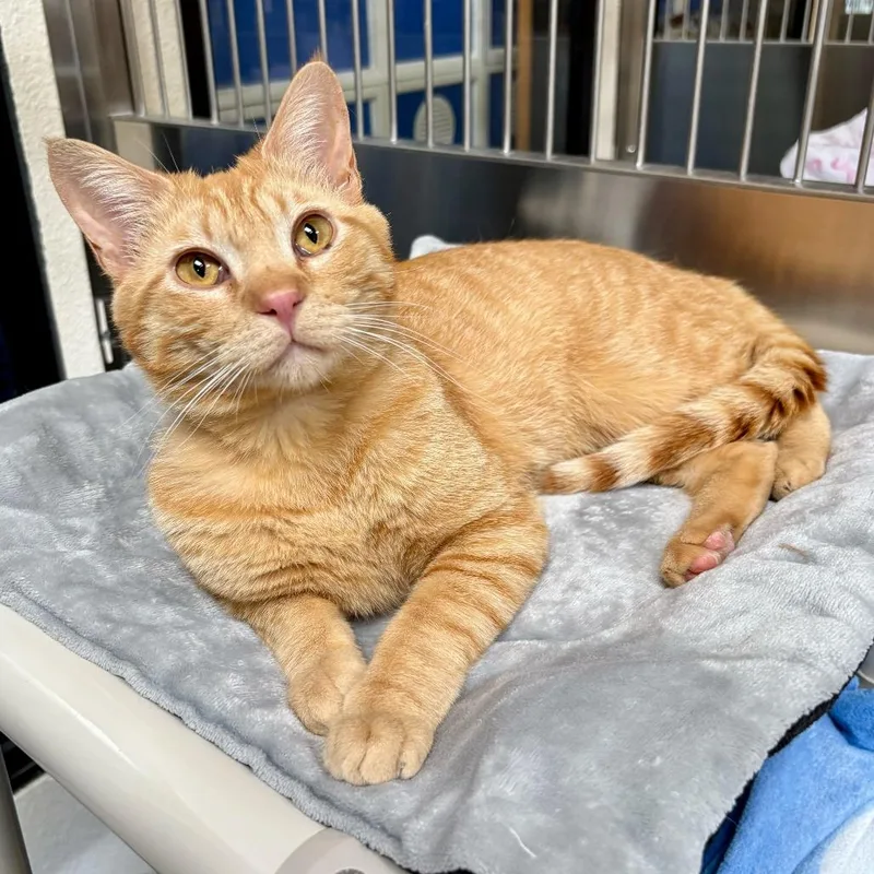 An adult medium-sized male Orange / Red Domestic Short Hair cat named Albey for adoption in Riverside, CA