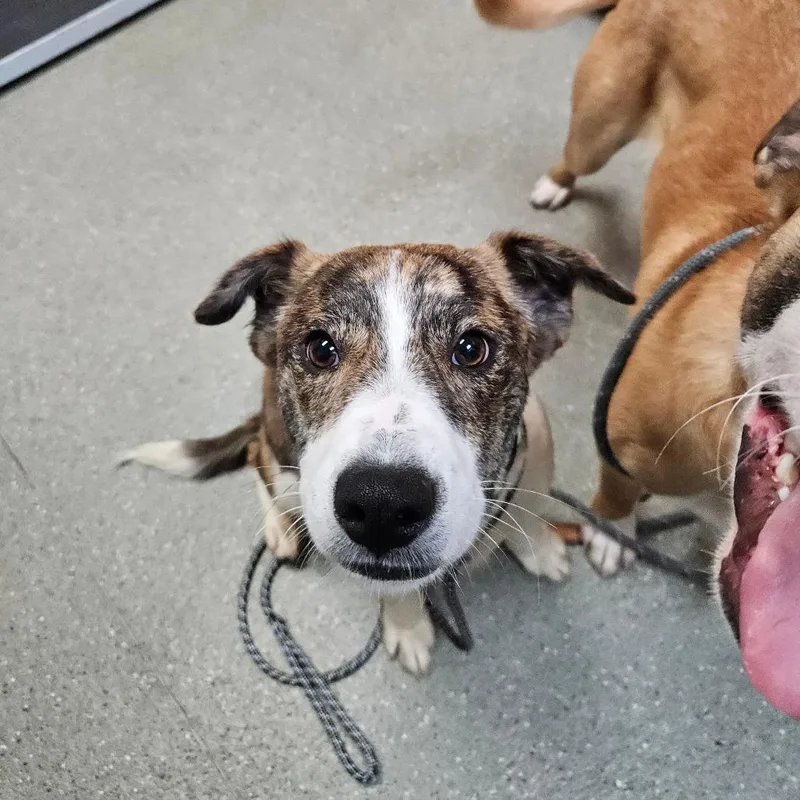 A young medium-sized female Brown / Chocolate Hound dog named Spaghetti for adoption in Newark, DE