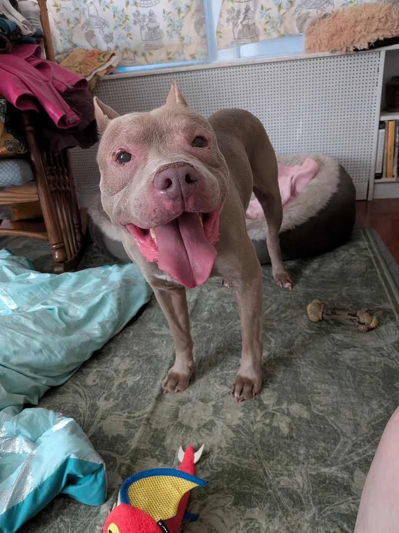 A senior medium-sized male Brown / Chocolate Pit Bull Terrier dog named Leo for adoption in Fredericksburg, VA