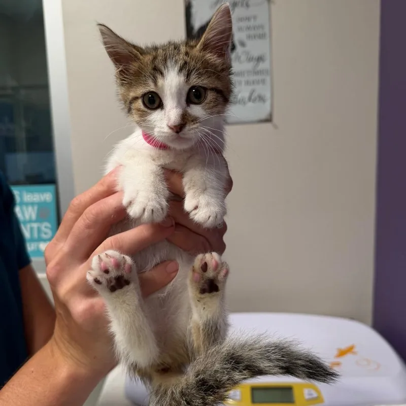 A baby small-sized female White Domestic Short Hair cat named Cleo for adoption in Englewood, FL