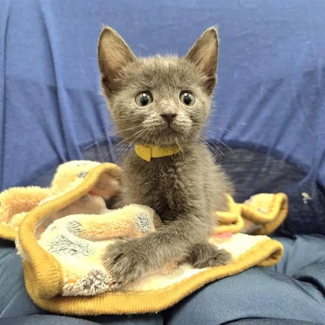 A baby small-sized female Domestic Short Hair cat named Miss Grimshaw for adoption in Ontario, CA