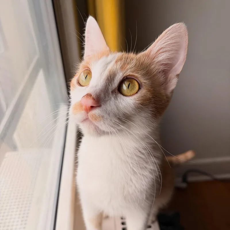 A young medium-sized female Orange & White Domestic Short Hair cat named Nellie for adoption in Chicago, IL