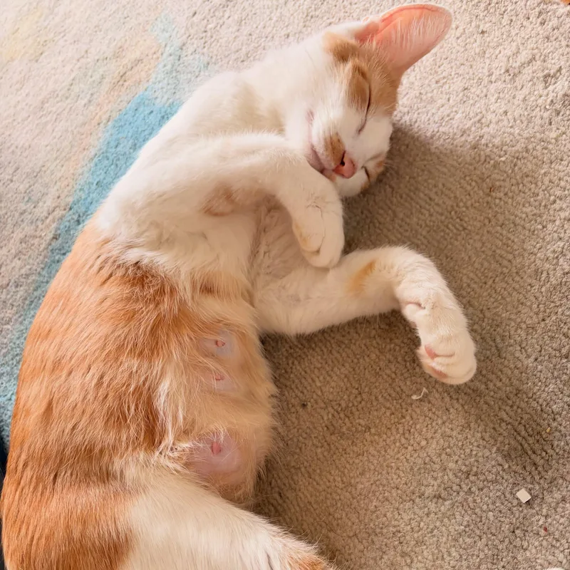 Nellie thumbnail 3