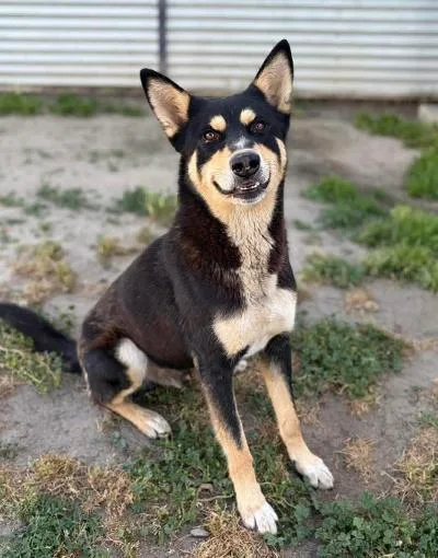An adult medium-sized male Black Australian Kelpie dog named Zoro for adoption in Herald, CA