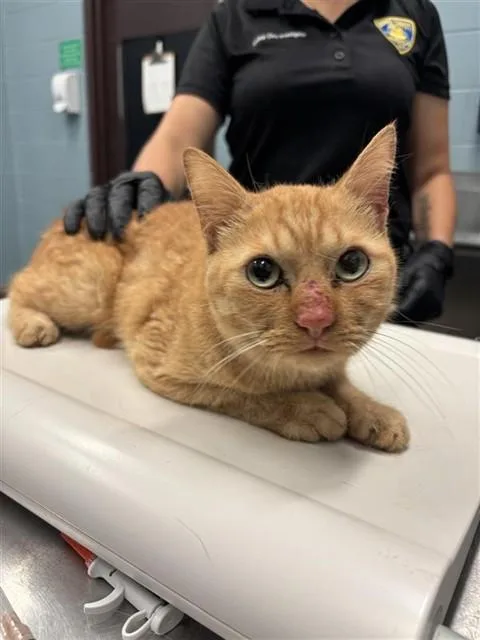 An adult medium-sized male Domestic Short Hair cat named Murex for adoption in Corpus Christi, TX