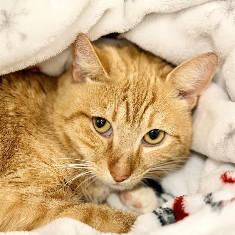 An adult medium-sized male Orange & White Domestic Short Hair cat named Hunter for adoption in Jackson, NJ